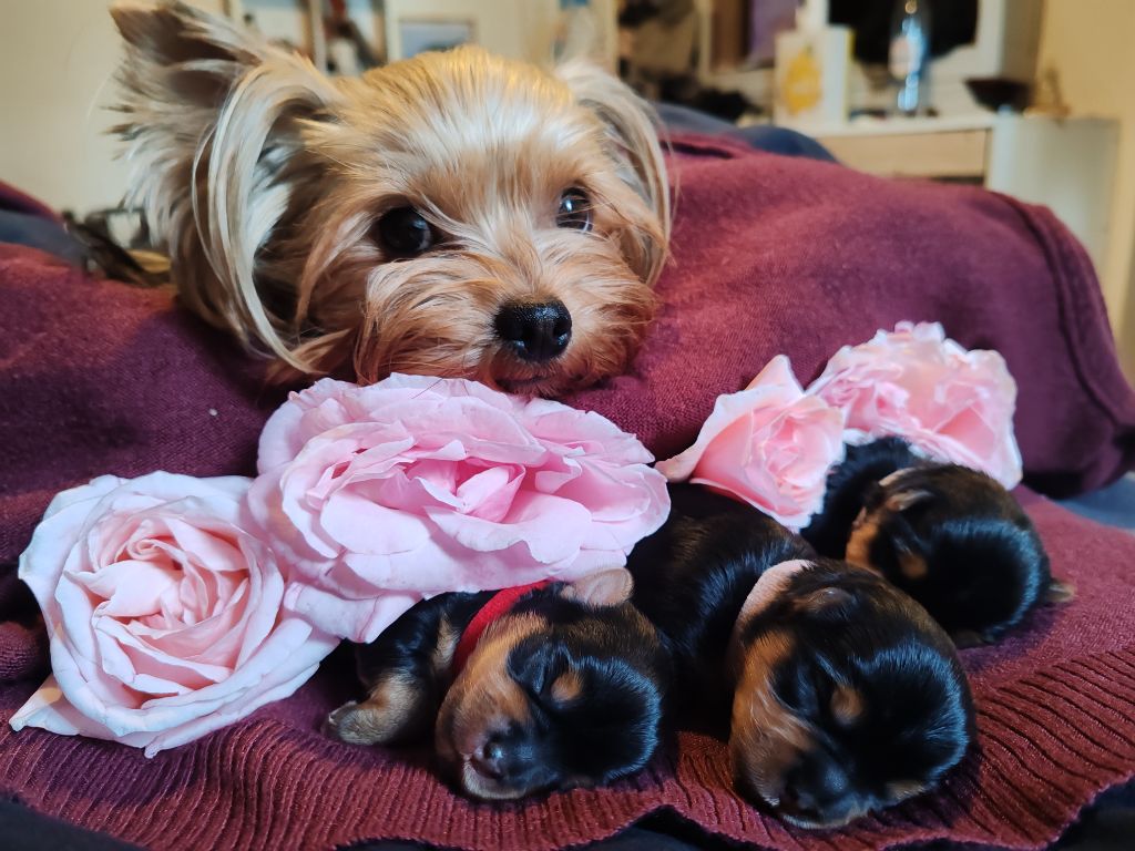 chiot Yorkshire Terrier Isabelle Borfiga