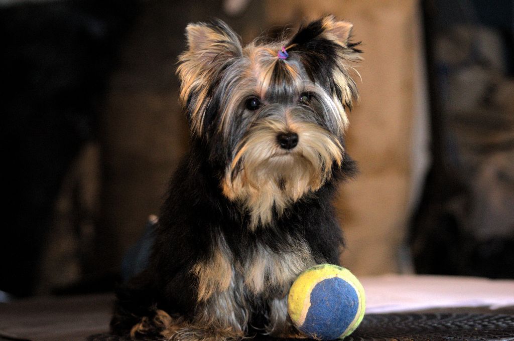 Isabelle Borfiga - Chiot disponible  - Yorkshire Terrier