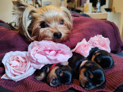 Isabelle Borfiga - Yorkshire Terrier - Portée née le 26/05/2024