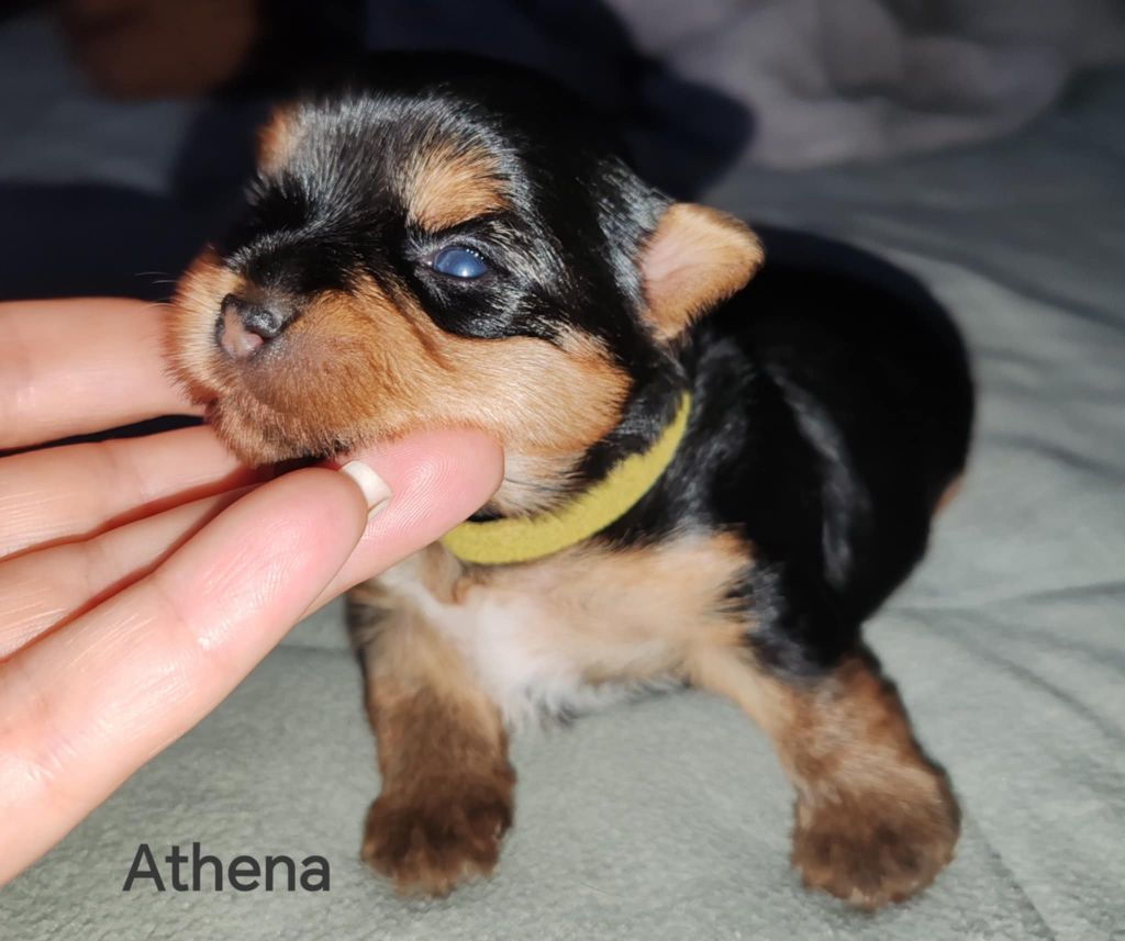 Isabelle Borfiga - Chiots disponibles - Yorkshire Terrier
