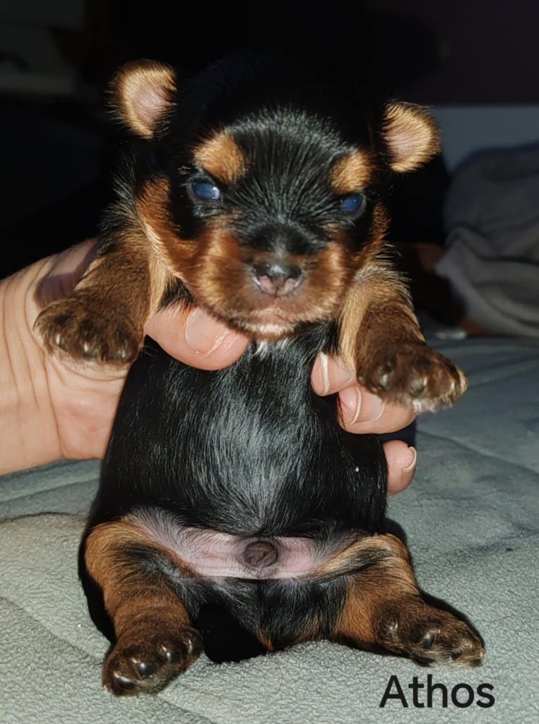 Isabelle Borfiga - Chiots disponibles - Yorkshire Terrier