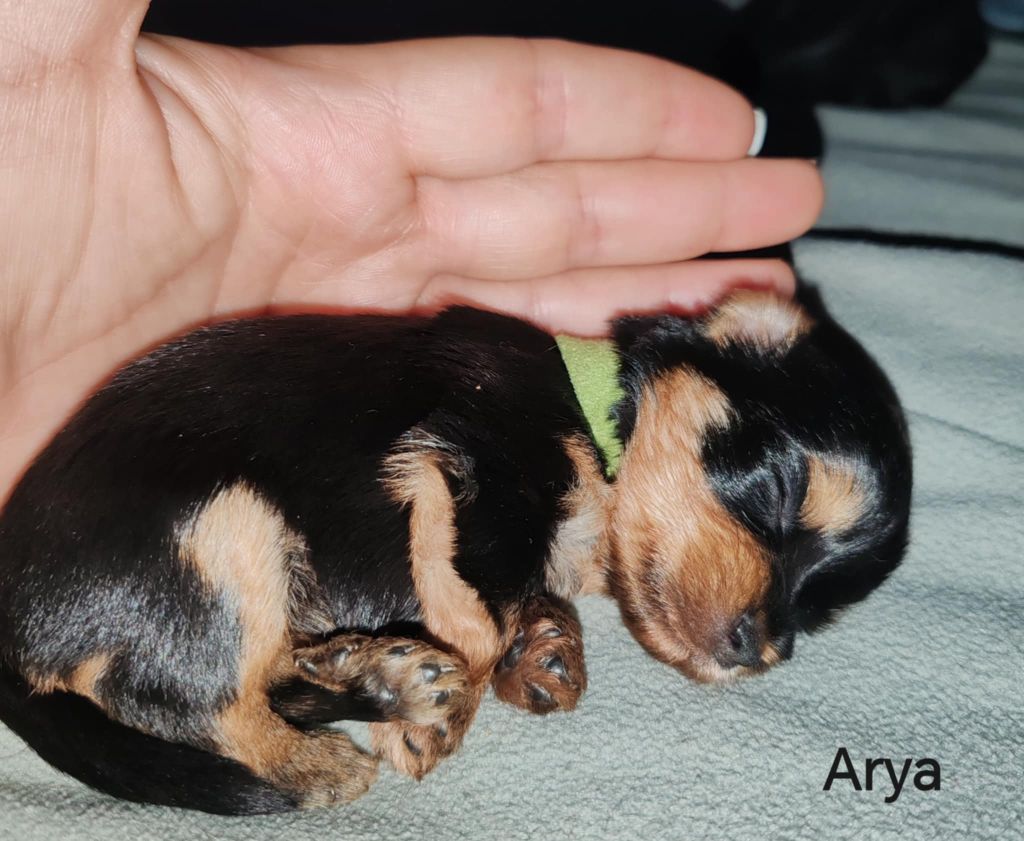 Isabelle Borfiga - Chiots disponibles - Yorkshire Terrier