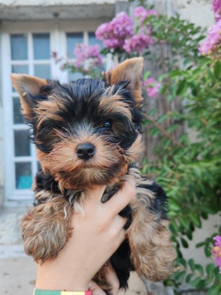 Isabelle Borfiga - Chiots disponibles - Yorkshire Terrier