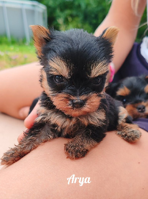 CHIOT 3