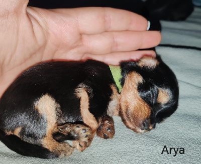 CHIOT 3