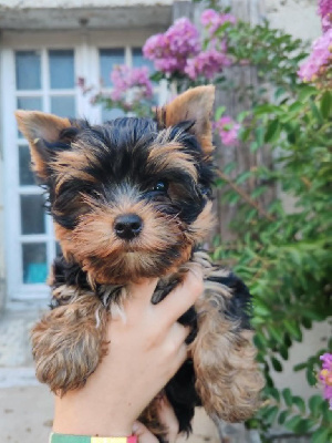 CHIOT 1
